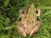 frog pic 005.jpg