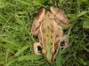 frog pic 003.jpg