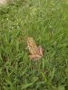 frog pic 001.jpg