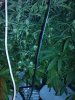 DSC01429.jpg