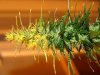 aktopjian-albums-flowering-picture12121-p9111562.jpg