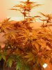 P101Bud2.jpg
