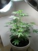 1stbuds 002.jpg