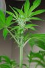 1stbuds 035.jpg