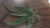nute deficiency 004.jpg nute deficiency 004.jpg