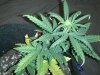 BB day 25 2.jpg