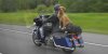 dog on motorcycle.jpg