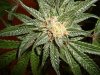 meridian harvest 024.JPG