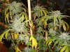 meridian harvest 025.JPG