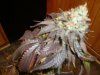 meridian harvest 042.JPG