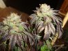 meridian harvest 051.JPG