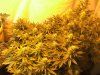 9-17-12 Flower room ACID and Widow.jpg