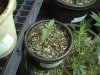 9-17-12 TGA seedlings 2.jpg