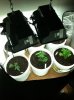 CFL setup-1.jpg