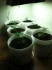CFL setup-3.jpg
