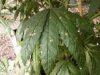 brown spots.jpeg