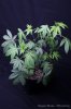 cannabis-oregonblues1-v51-4192.jpg