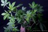 cannabis-oregonblues1-v51-4191.jpg