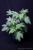 cannabis-oregonblues2-v51-4195.jpg