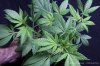 cannabis-oregonblues2-v51-4196.jpg