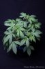 cannabis-oregonblues3-v51-4199.jpg
