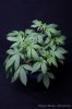 cannabis-oregonblues3-v51-4199.jpg cannabis-oregonblues3-v51-4199.jpg