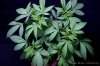 cannabis-oregonblues3-v51-4200.jpg