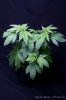 cannabis-oregonblues4-v51-4204.jpg
