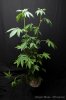 cannabis-oregonblues1-d14-5091.jpg