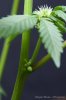 cannabis-oregonblues1-d14-5096.jpg