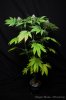 cannabis-oregonblues2-d32-5485.jpg