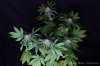 cannabis-oregonblues2-d32-5488.jpg