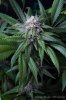 cannabis-oregonblues2-d32-5490.jpg