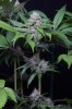 cannabis-oregonblues2-d32-5491.jpg