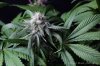 cannabis-oregonblues2-d32-5493.jpg