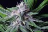 cannabis-oregonblues2-d32-5494.jpg