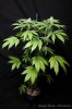 cannabis-oregonblues3-d32-5498.jpg