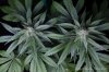 cannabis-oregonblues3-d32-5499.jpg