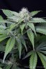 cannabis-oregonblues3-d32-5501.jpg