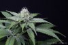 cannabis-oregonblues3-d32-5502.jpg