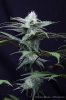cannabis-oregonblues3-d32-5505.jpg