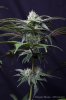 cannabis-oregonblues3-d32-5507.jpg