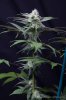 cannabis-oregonblues3-d32-5509.jpg