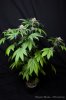 cannabis-oregonblues4-d32-5513.jpg