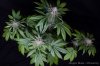 cannabis-oregonblues4-d32-5514.jpg