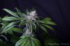 cannabis-oregonblues4-d32-5515.jpg