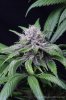 cannabis-oregonblues4-d32-5517.jpg