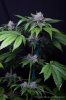 cannabis-oregonblues4-d32-5519.jpg