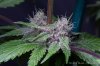 cannabis-oregonblues4-d32-5522.jpg