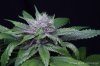 cannabis-oregonblues4-d32-5525.jpg